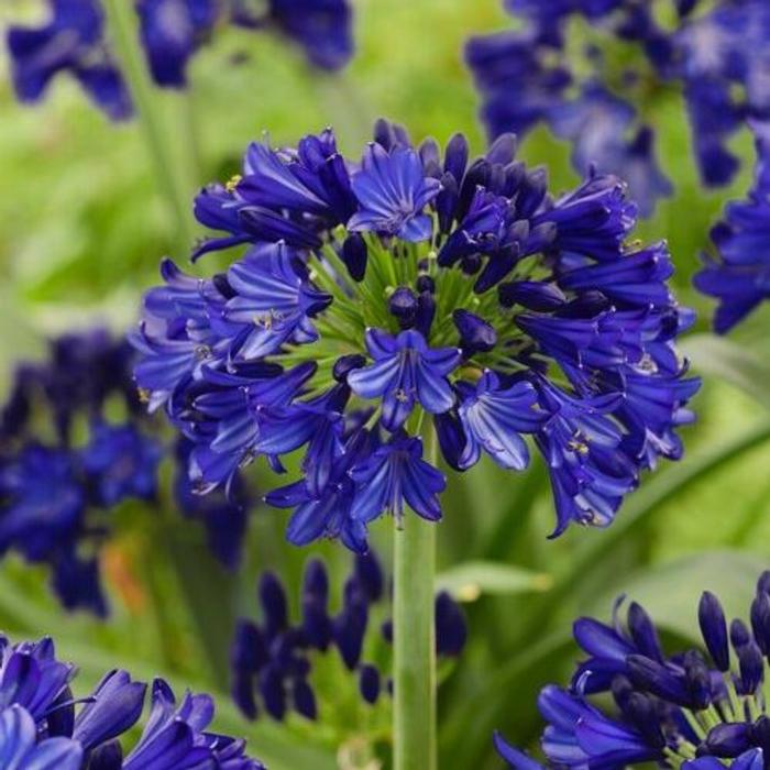 Agapanthus 'Midnight Sky' plant