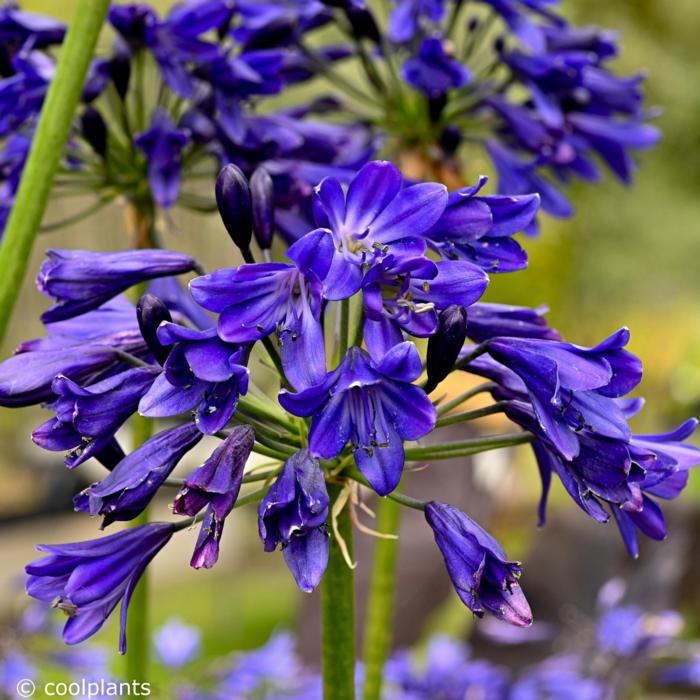 Agapanthus 'Midnight Sky' plant