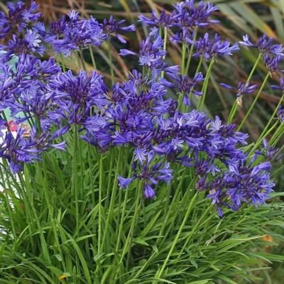 agapanthus-midnight-star