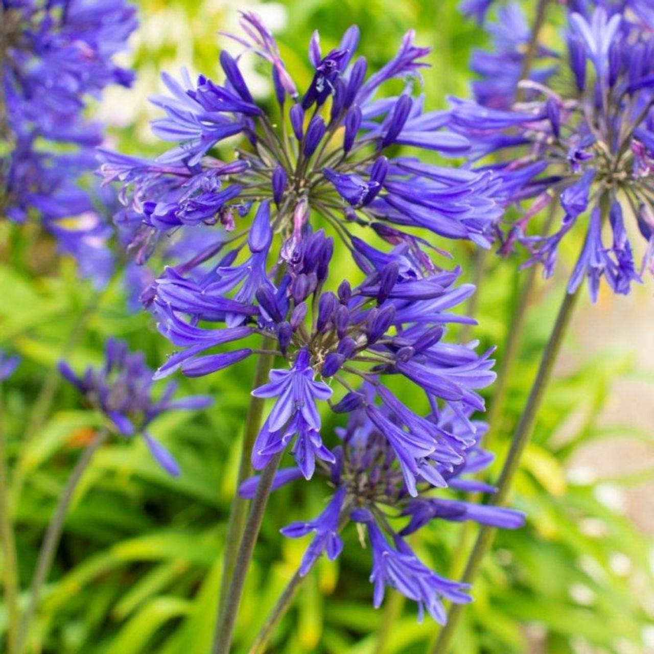 Agapanthus 'Navy Blue' plant