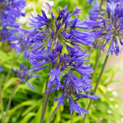 agapanthus-navy-blue