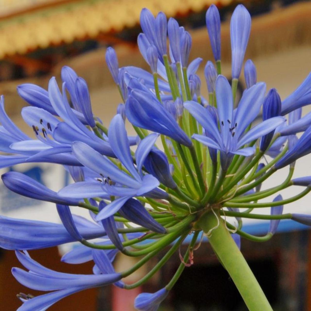 agapanthus-pinocchio Agapanthus 'Pinocchio' plant