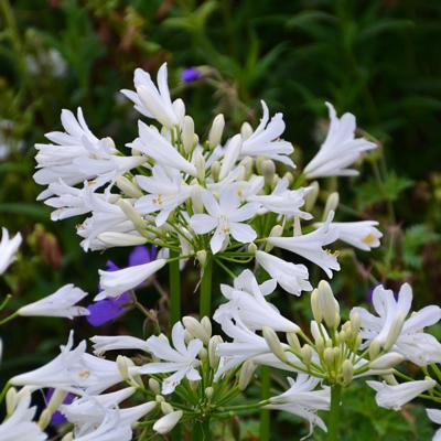 agapanthus-pitchoune-white