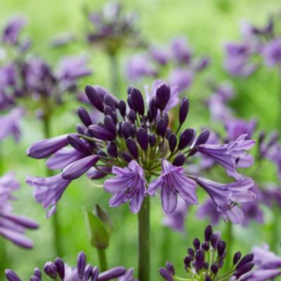 agapanthus-poppin-purple