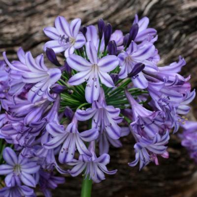 agapanthus-poppin-star