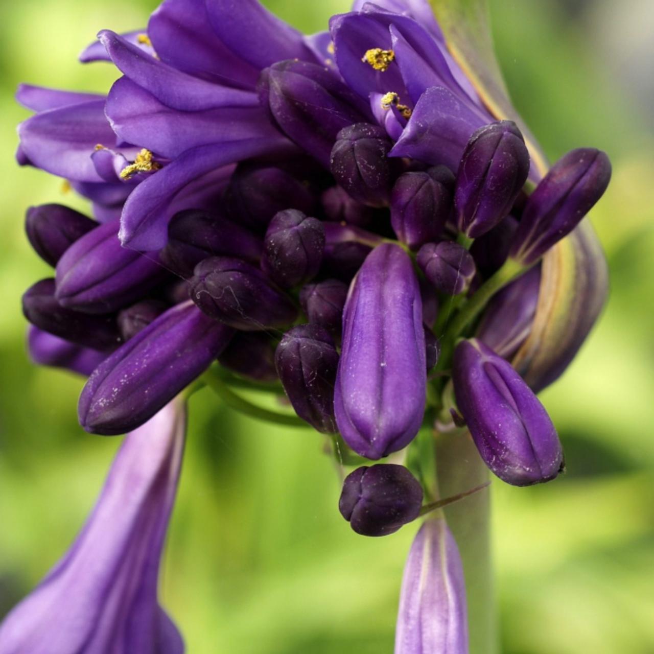 Agapanthus 'Purple Cloud' plant