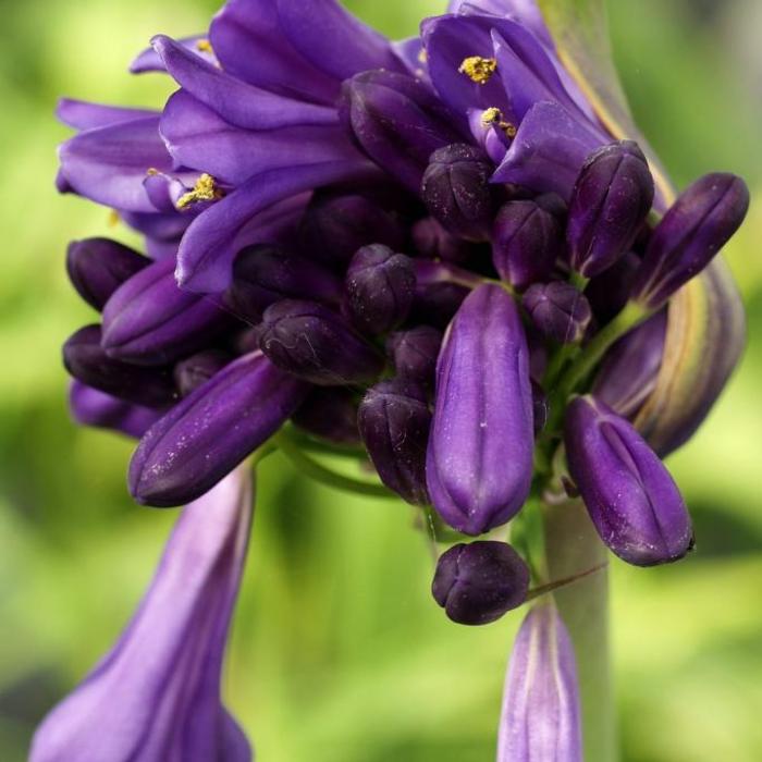 Agapanthus 'Purple Cloud' plant