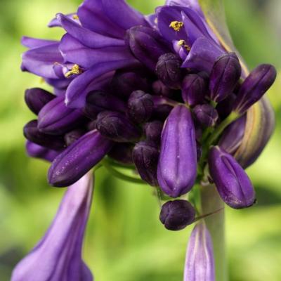 agapanthus-purple-cloud