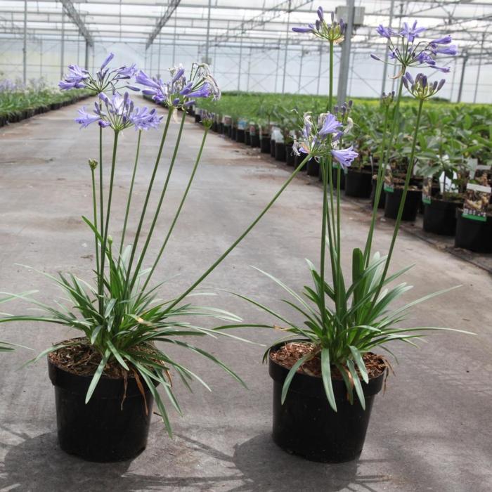 Agapanthus SEASTORM plant