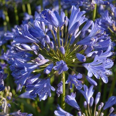 agapanthus-seastorm