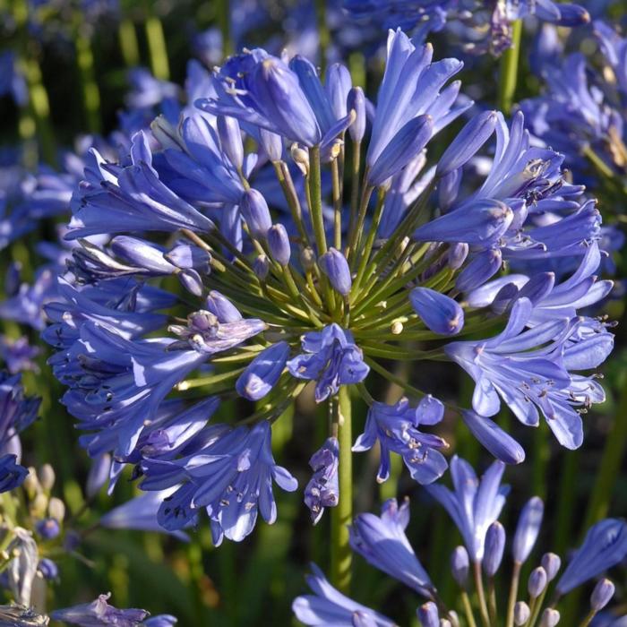 Agapanthus SEASTORM plant