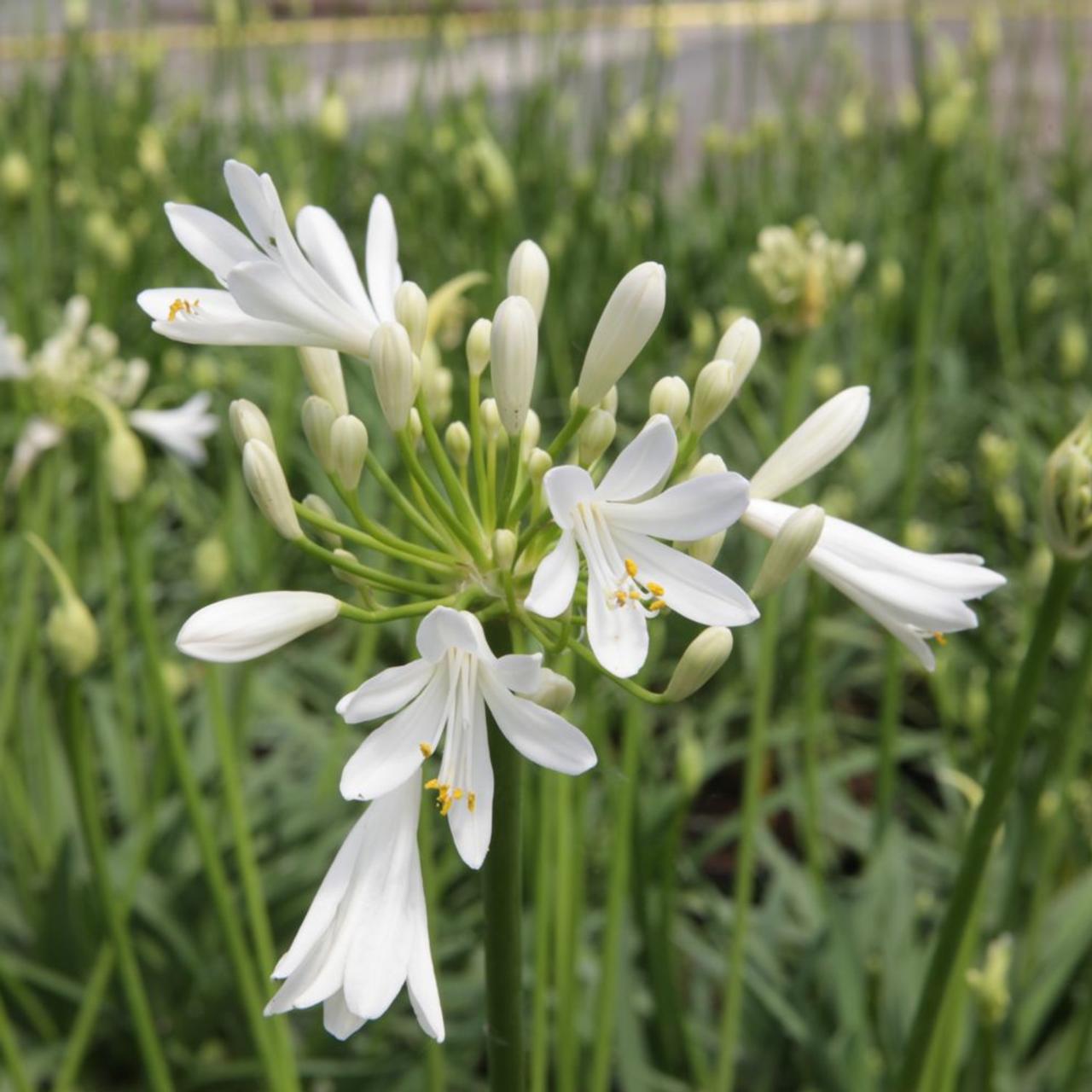 agapanthus-snowstorm Agapanthus 'Snowstorm' plant