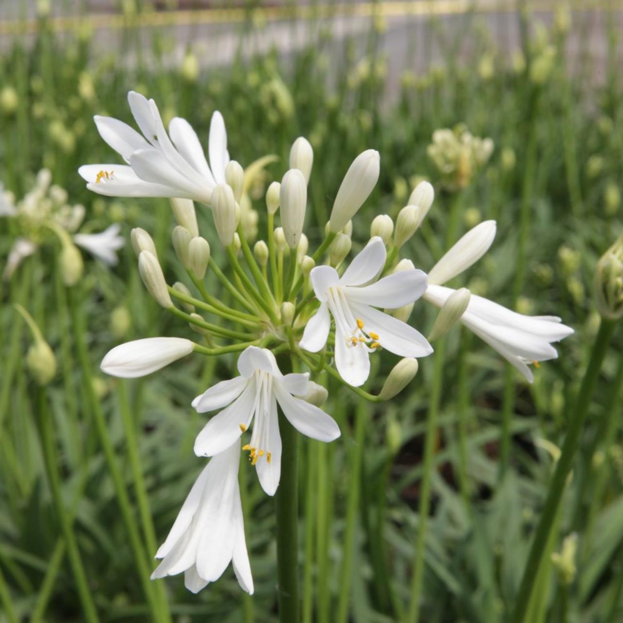 Agapanthus 'Snowstorm'  plant