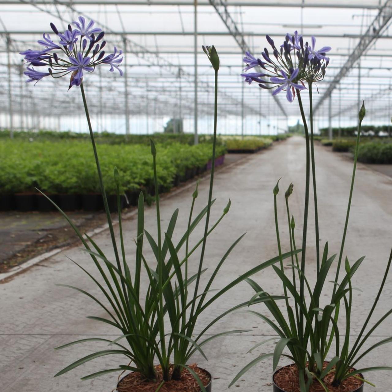 Agapanthus 'Su Casa'  plant
