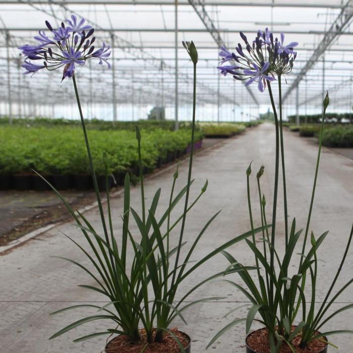 Agapanthus 'Su Casa' 