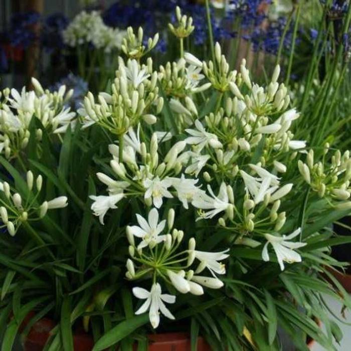 Agapanthus 'Thumbelina' plant