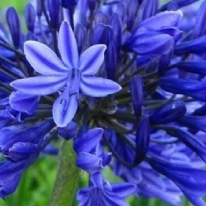 Agapanthus 'Tornado' plant