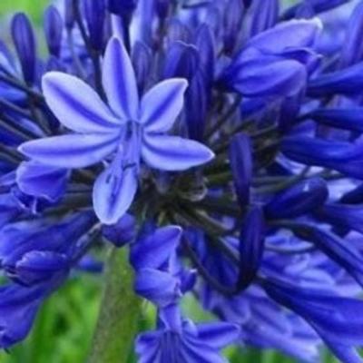 agapanthus-tornado