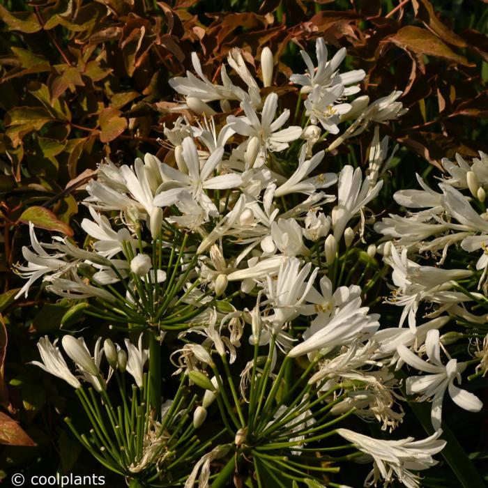 Agapanthus 'White Willy' plant