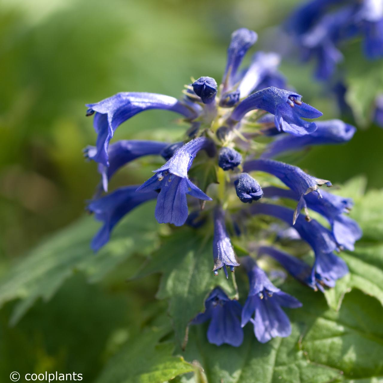 Ajuga incisa 'Blue Enigma' plant