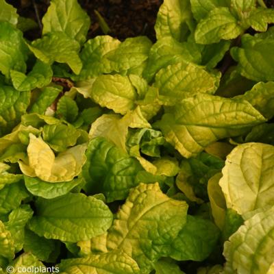 ajuga-tropical-toucan