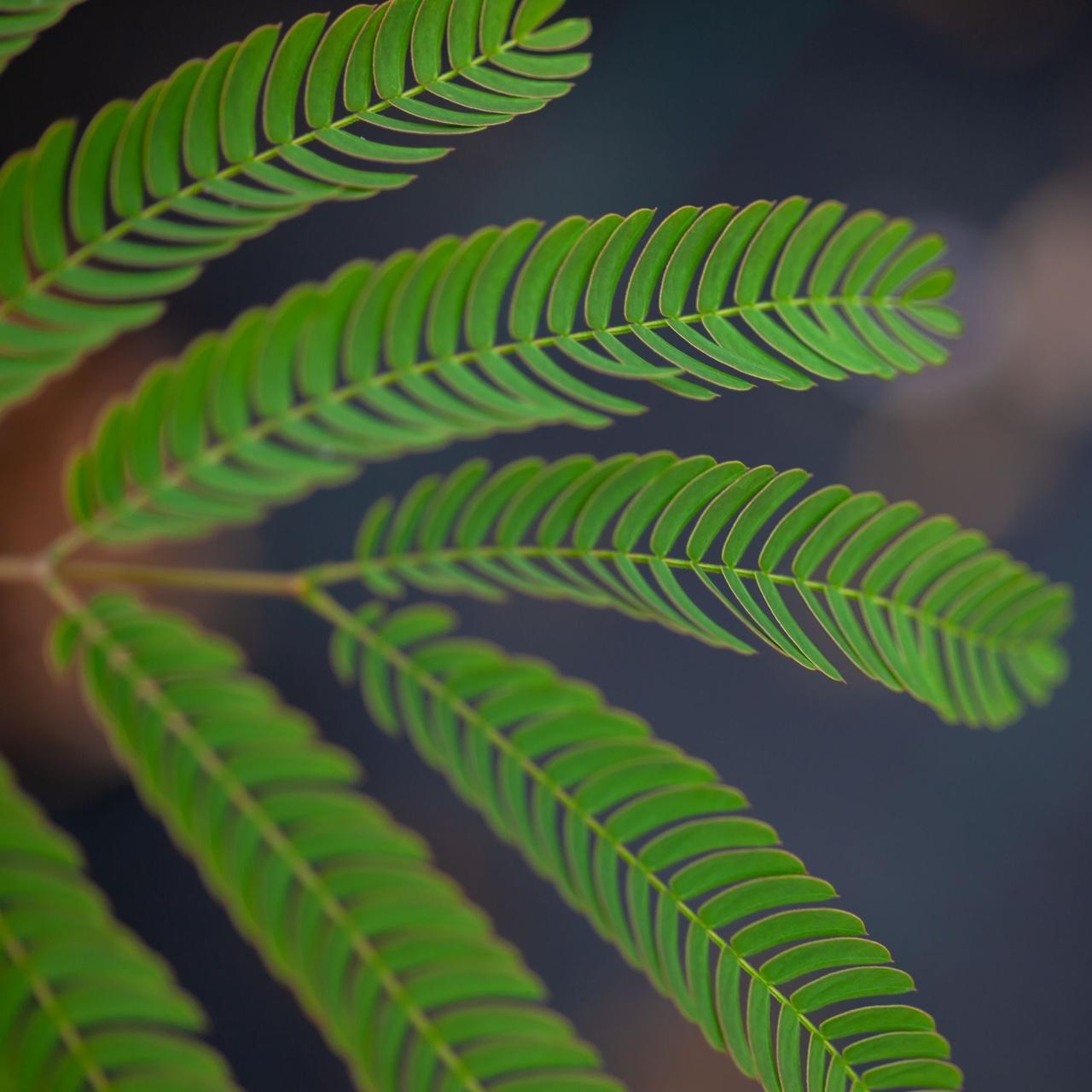 Albizia julibrissin 'Chocolate Fountain' plant