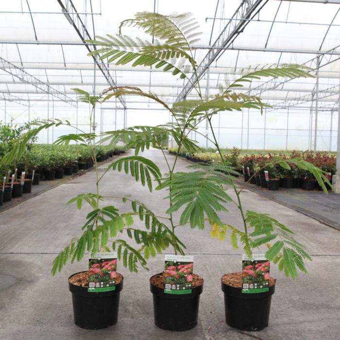 Albizia julibrissin 'Ombrella' plant