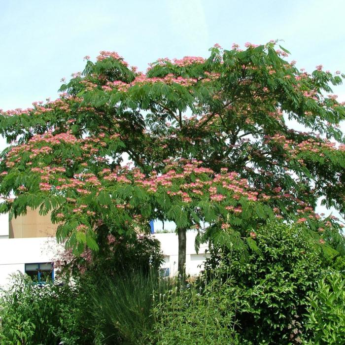 Albizia julibrissin 'Ombrella' plant