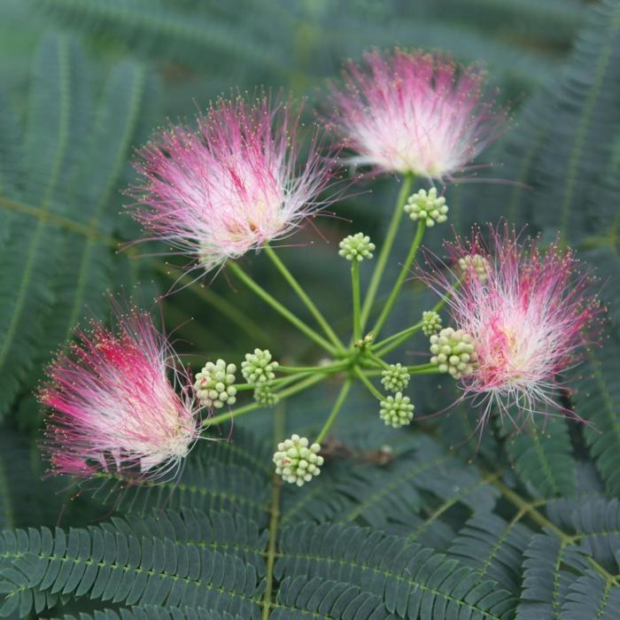 Albizia julibrissin 'Ombrella' plant