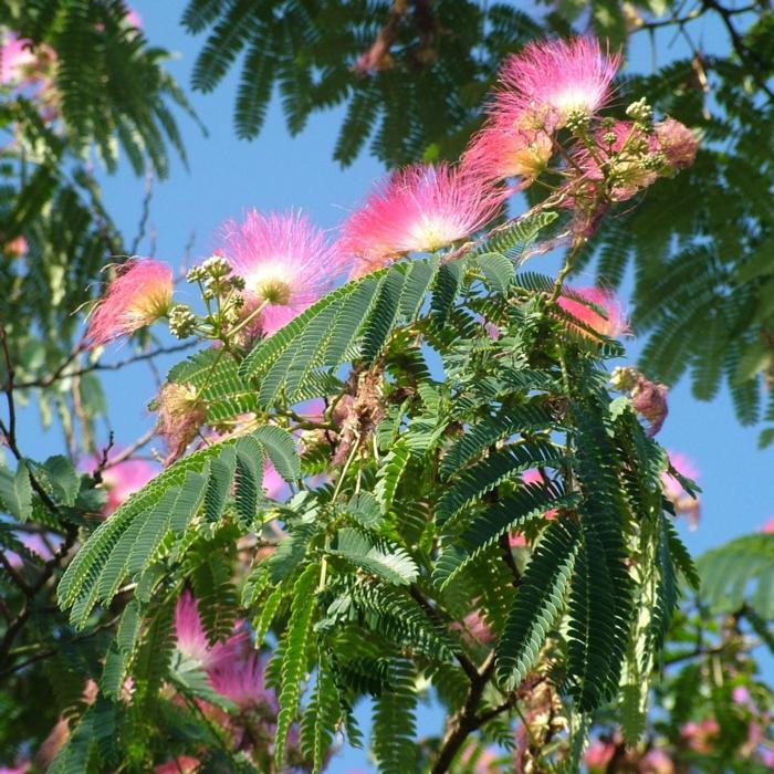 Albizia julibrissin 'Ombrella' plant