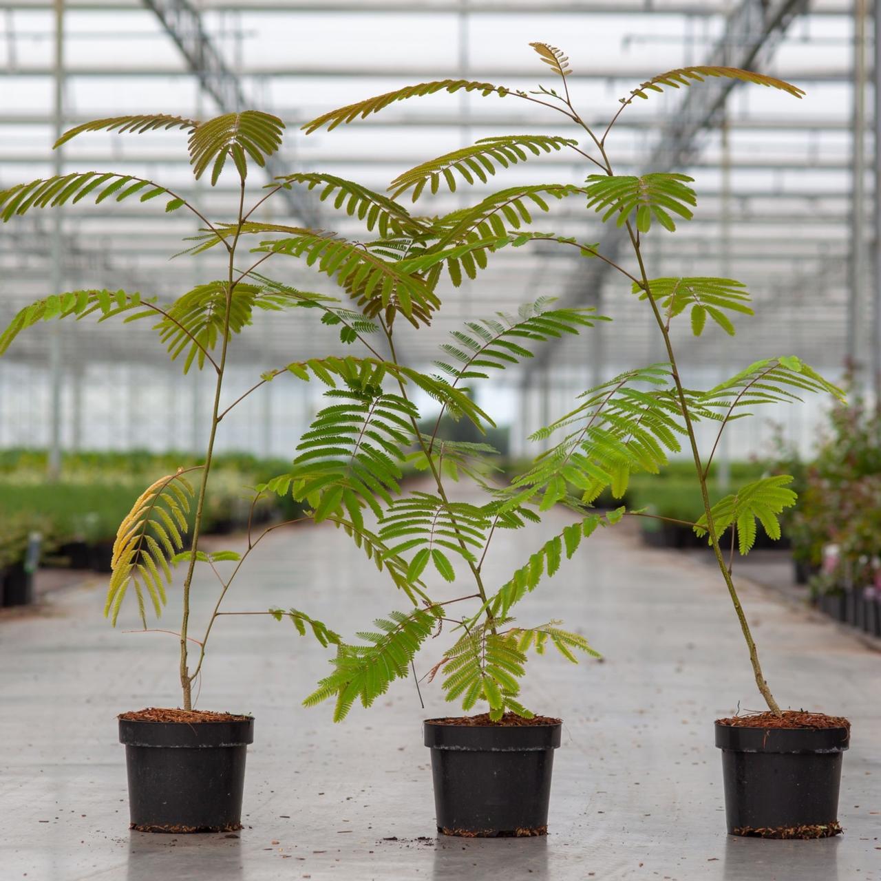 Albizia julibrissin 'Rouge de Tuilière' plant