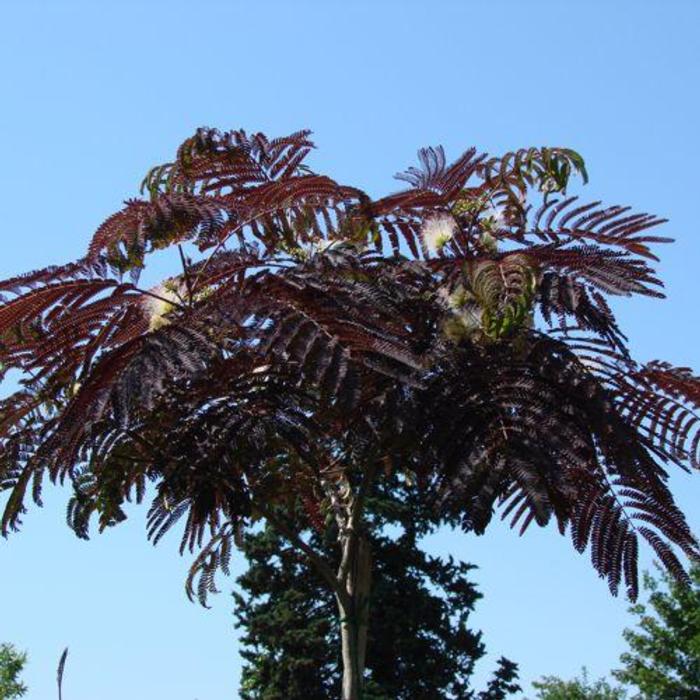 Albizia julibrissin 'Summer Chocolate' plant