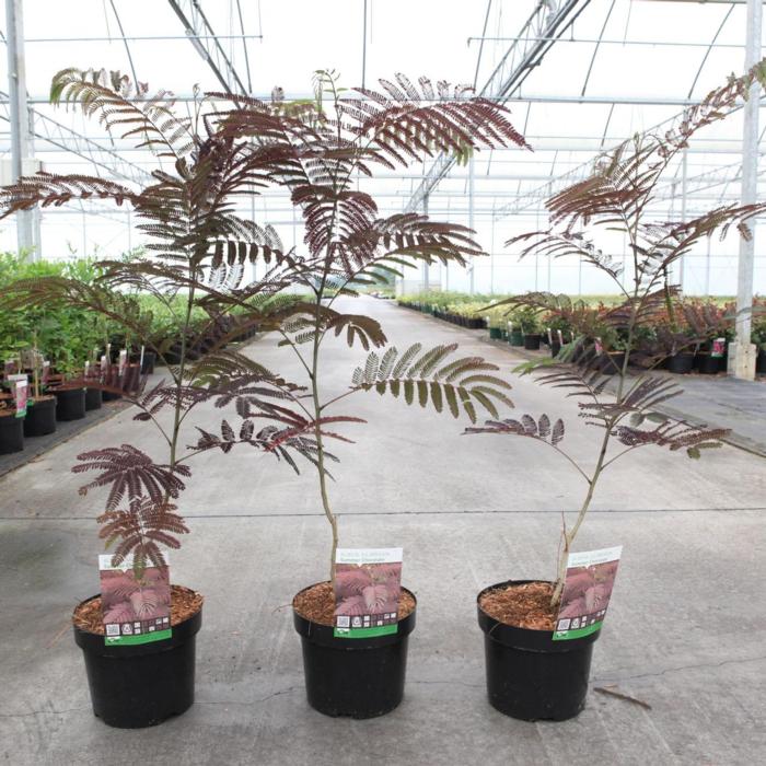 Albizia julibrissin 'Summer Chocolate' plant