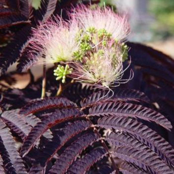 Albizia julibrissin 'Summer Chocolate' plant