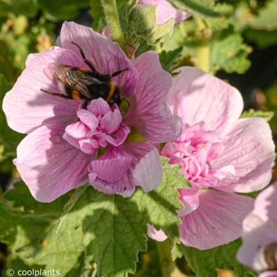 alcea-parkrondell