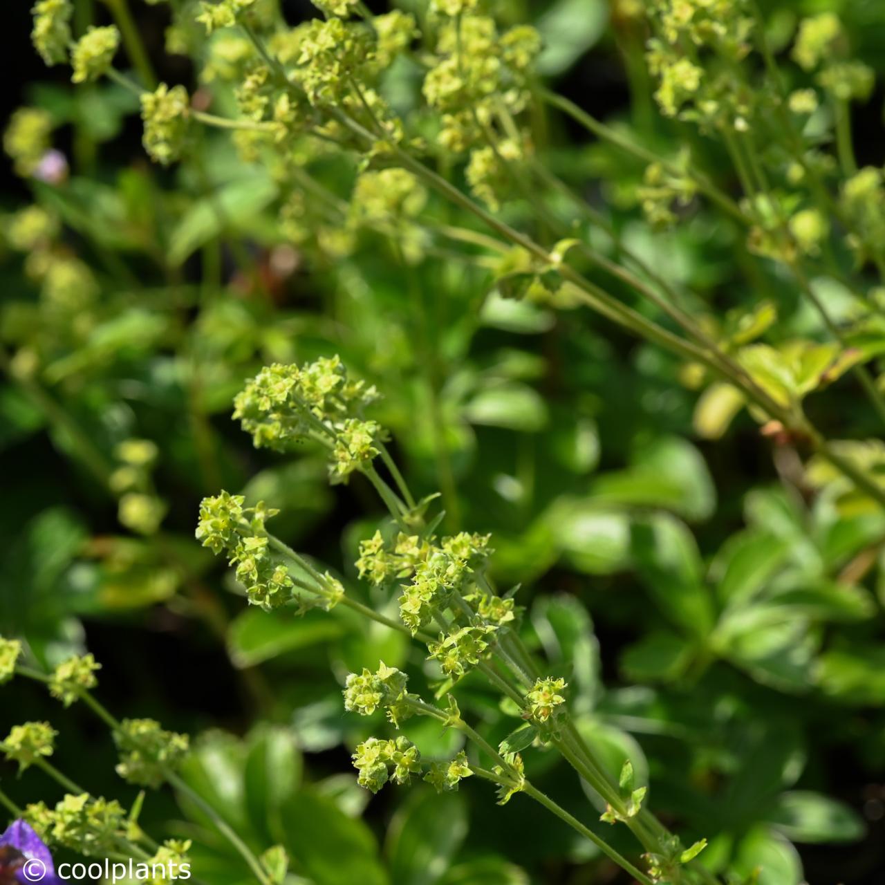 Alchemilla hoppeana plant