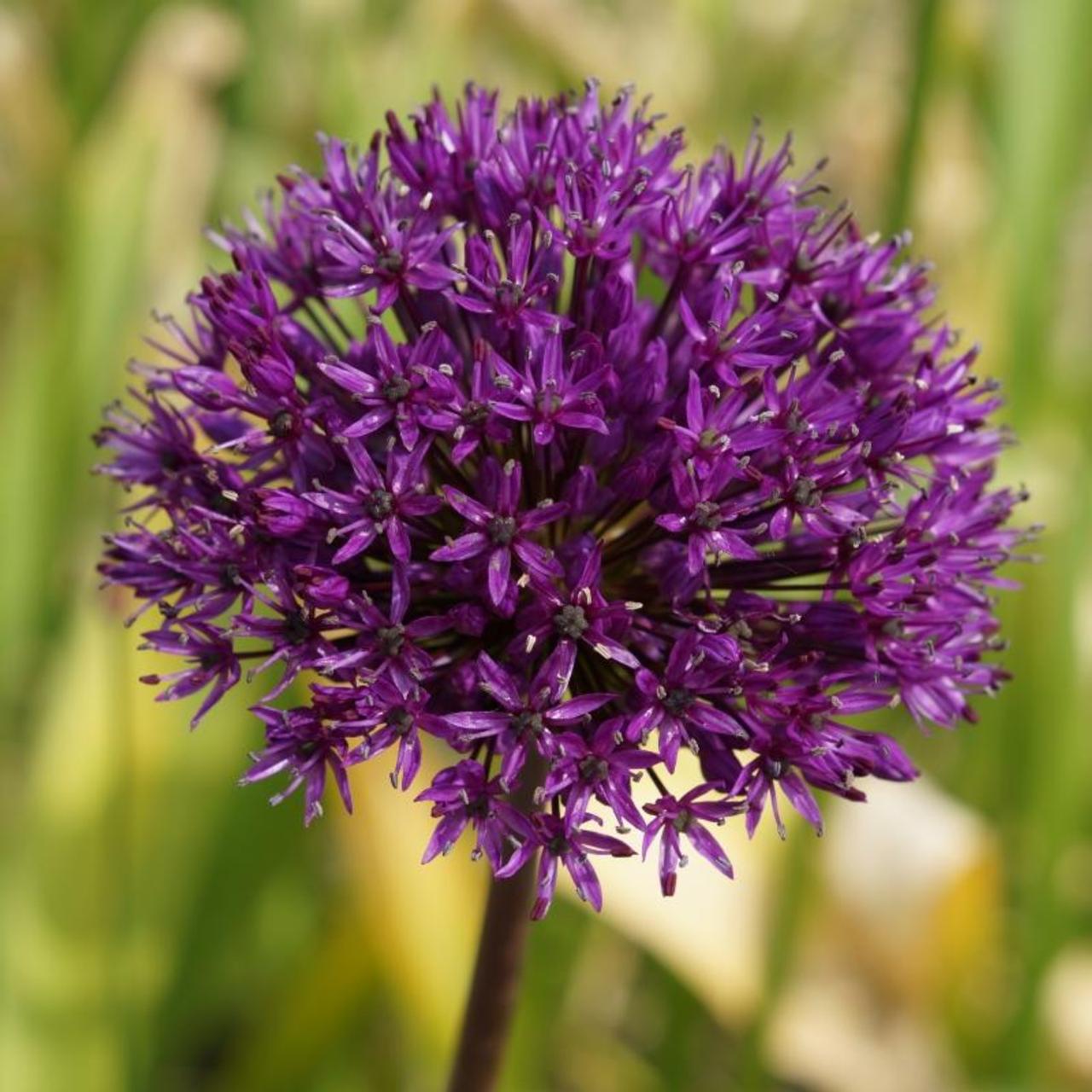 Allium 'Purple Sensation' plant
