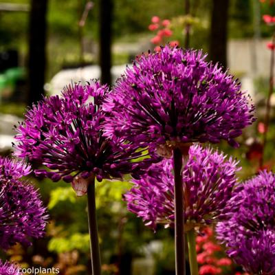 allium-afl-purple-sensation