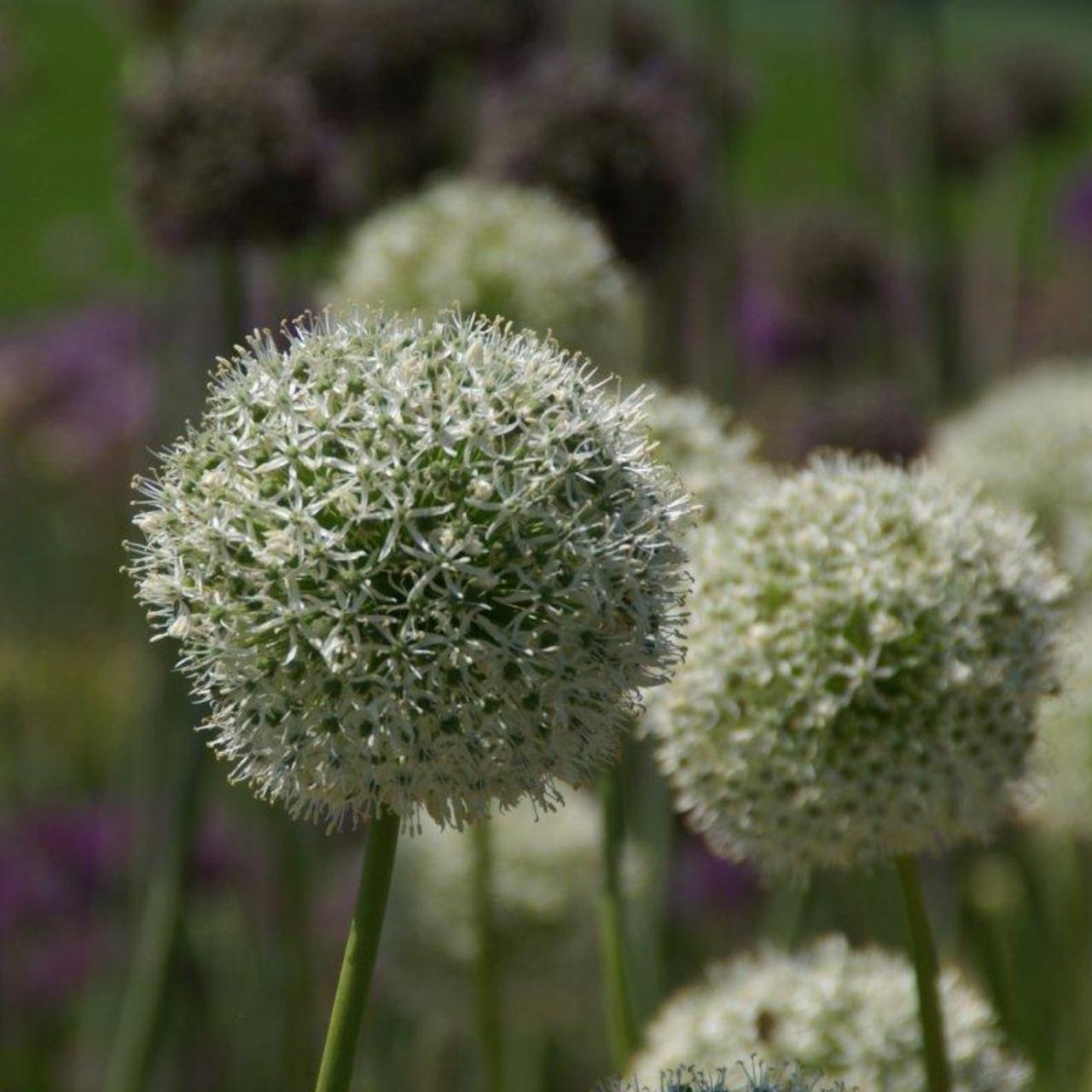 Allium altissimum 'Album' plant