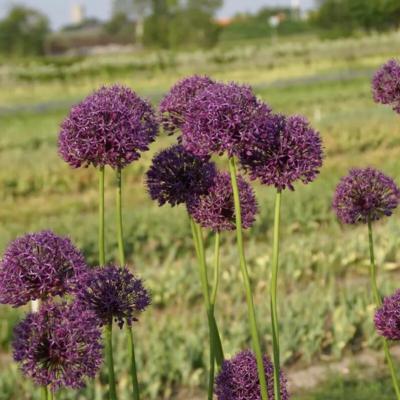 allium-altissimum-goliath