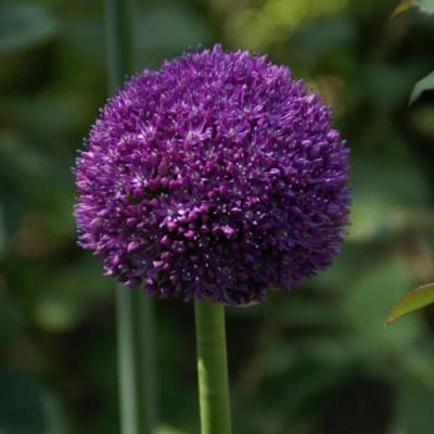 allium-ambassador