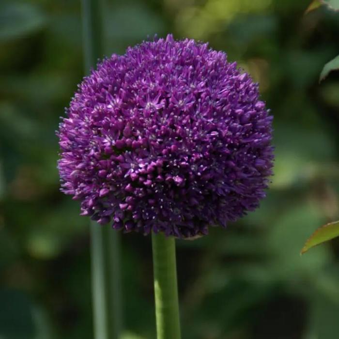 Allium 'Ambassador'