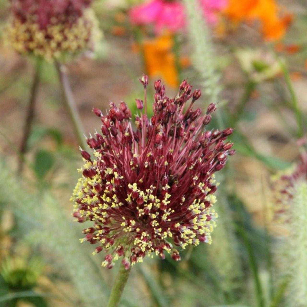 Allium amethystinum 'Red Mohican' plant