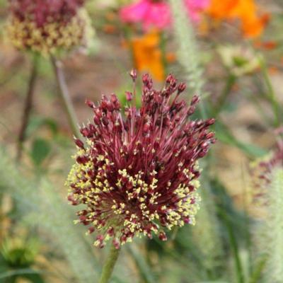 allium-amethystinum-red-mohican