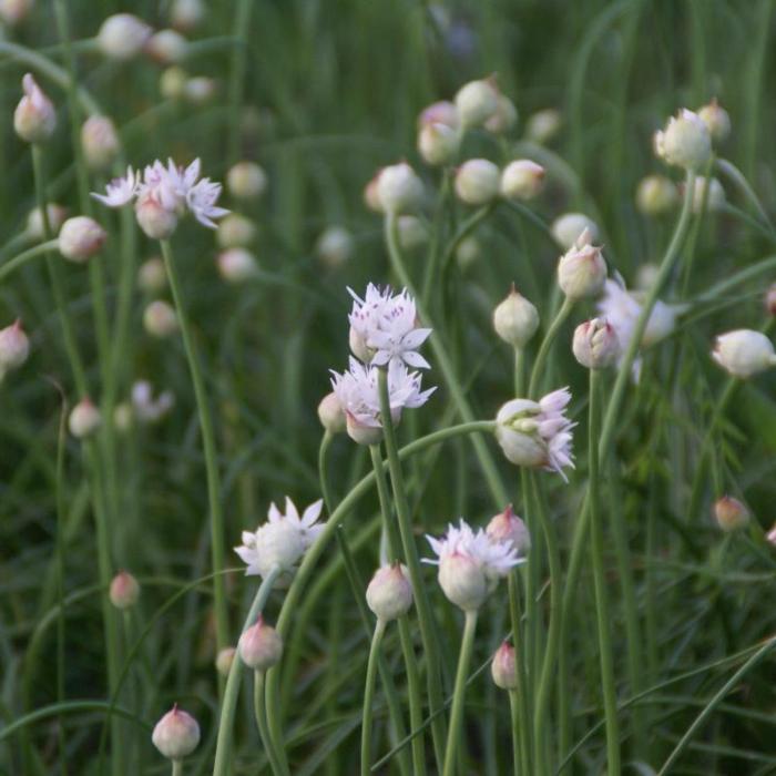 Allium amplectens 'Graceful Beauty' plant