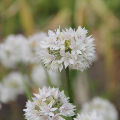 allium-amplectens-graceful-beauty