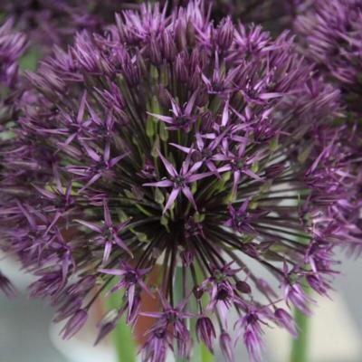 allium-atlas