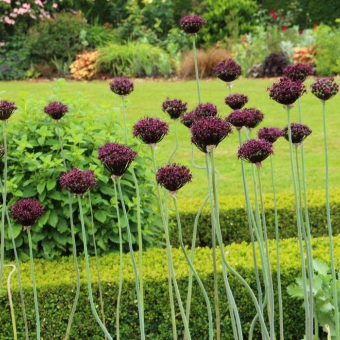 Allium atropurpureum plant