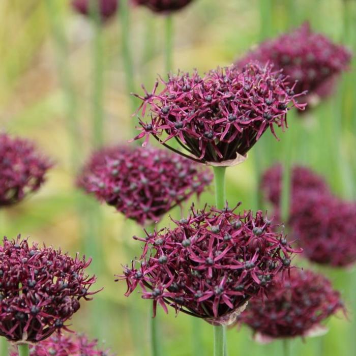 Allium atropurpureum plant