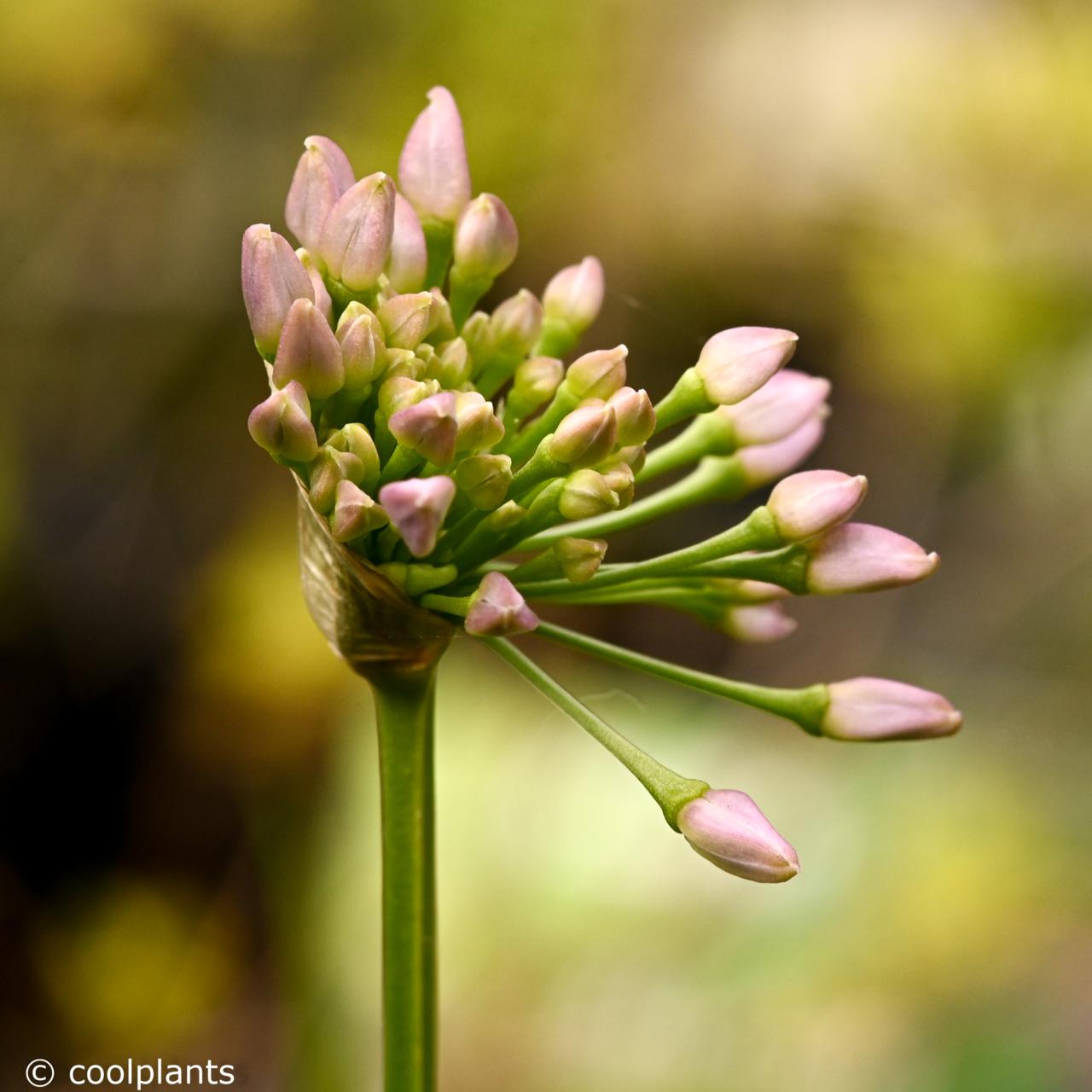Allium 'Avatar' plant
